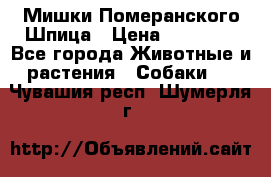 Мишки Померанского Шпица › Цена ­ 60 000 - Все города Животные и растения » Собаки   . Чувашия респ.,Шумерля г.